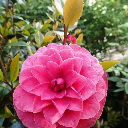 Solar Do Alambique Angeja