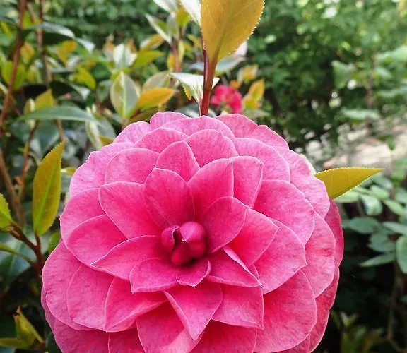 Solar Do Alambique Angeja